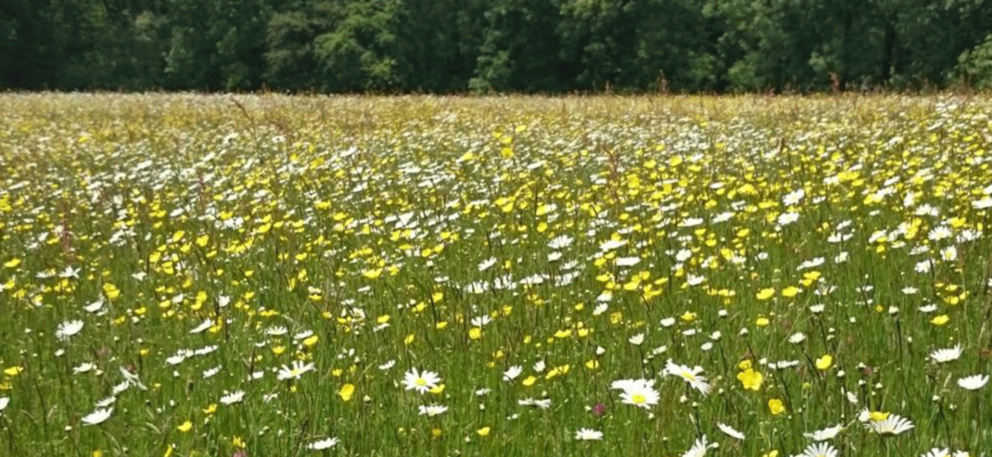 Daisy Flower